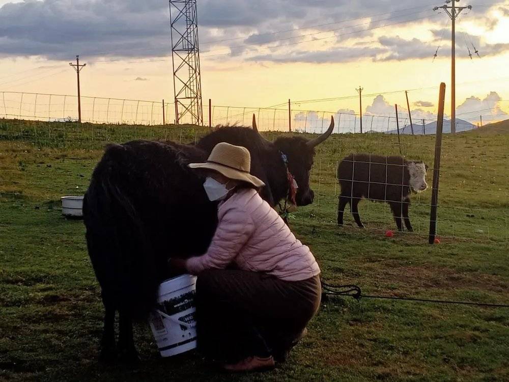 From the Plateau to a Gold Medal in France: She Gave 22 Years to One Cheese